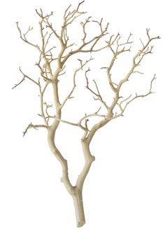 Branches Quality