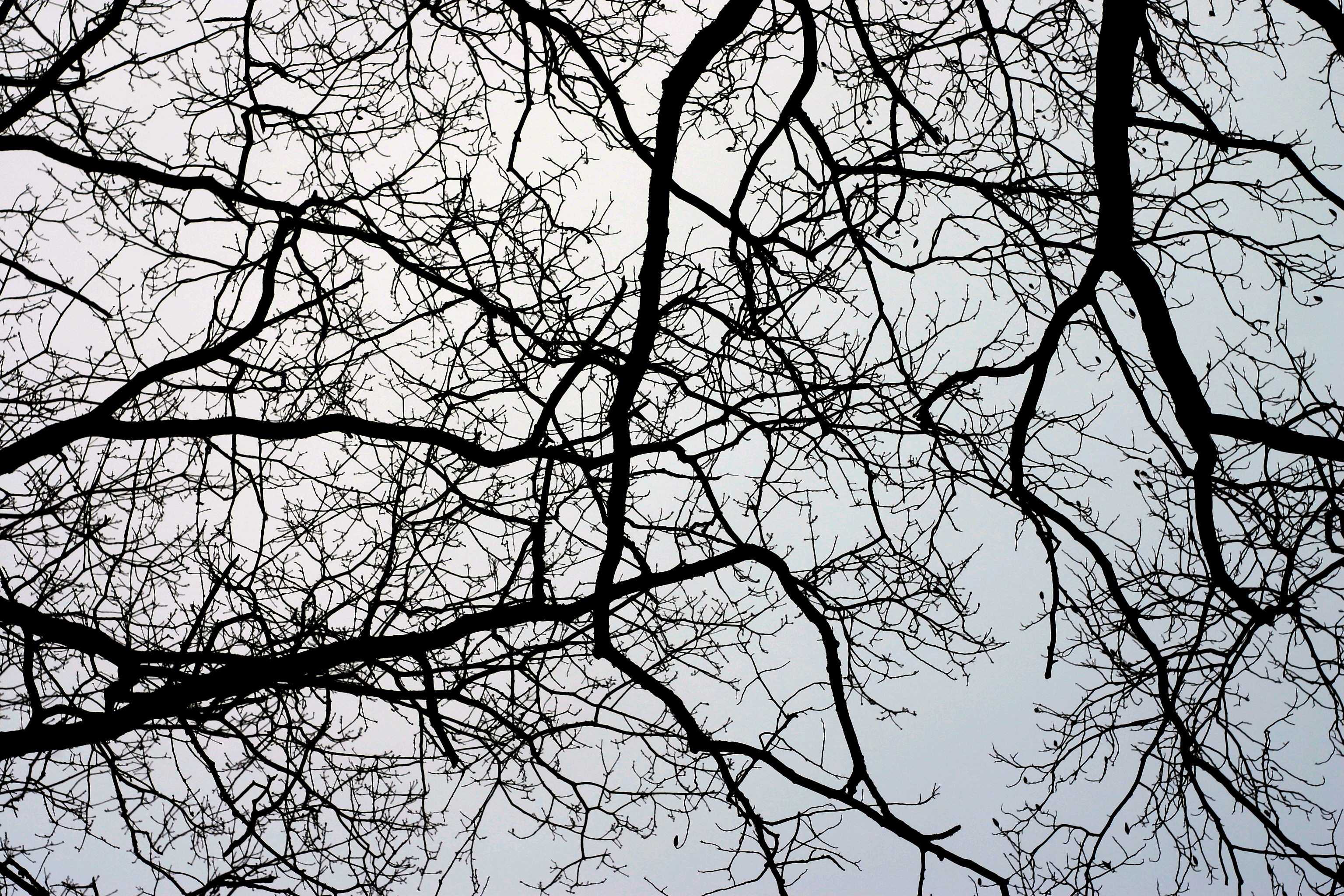 Branches Template