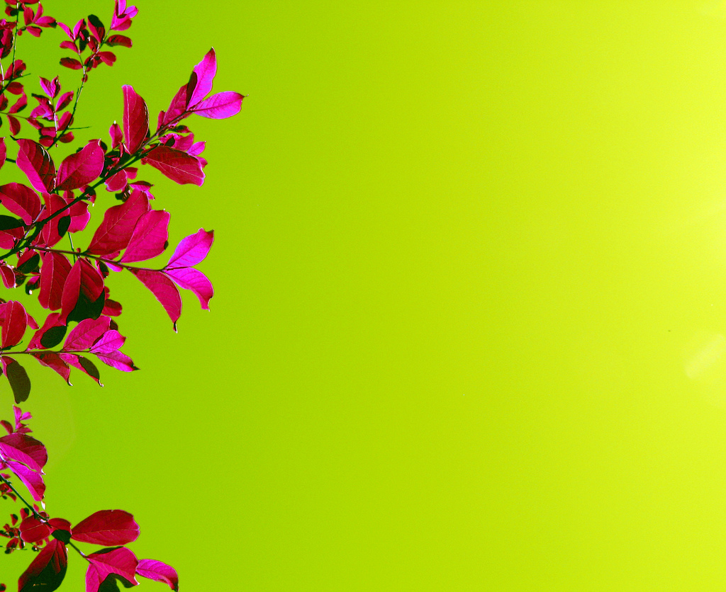 Bright Pink Flowers Green  Photo PPT Backgrounds