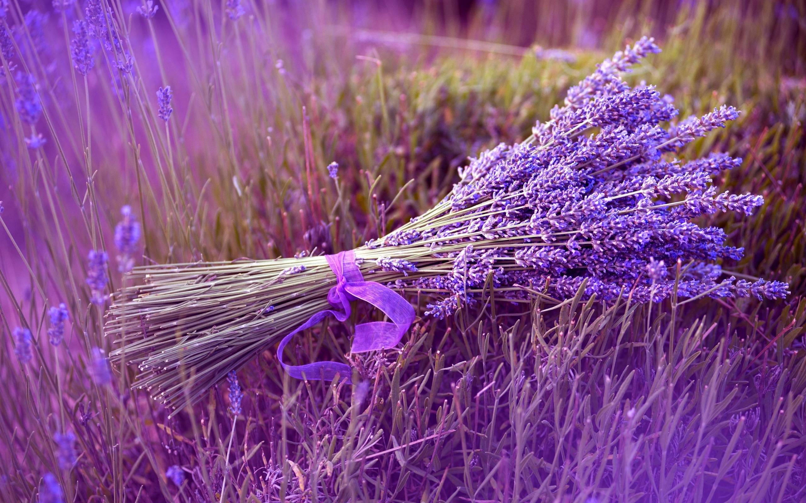 Bundle Lavender Photo