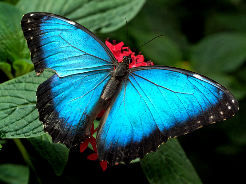 Butterfly Desktops Butterflies