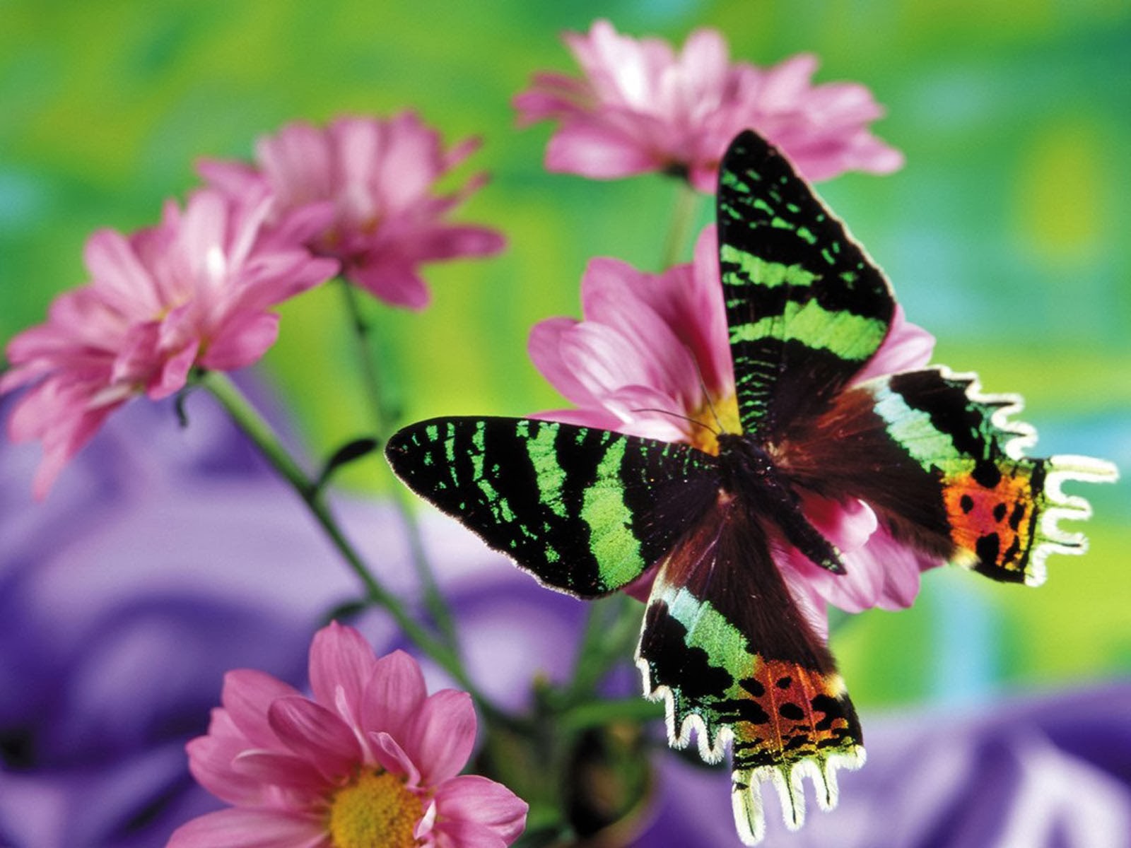 Butterfly With Flowers Graphic