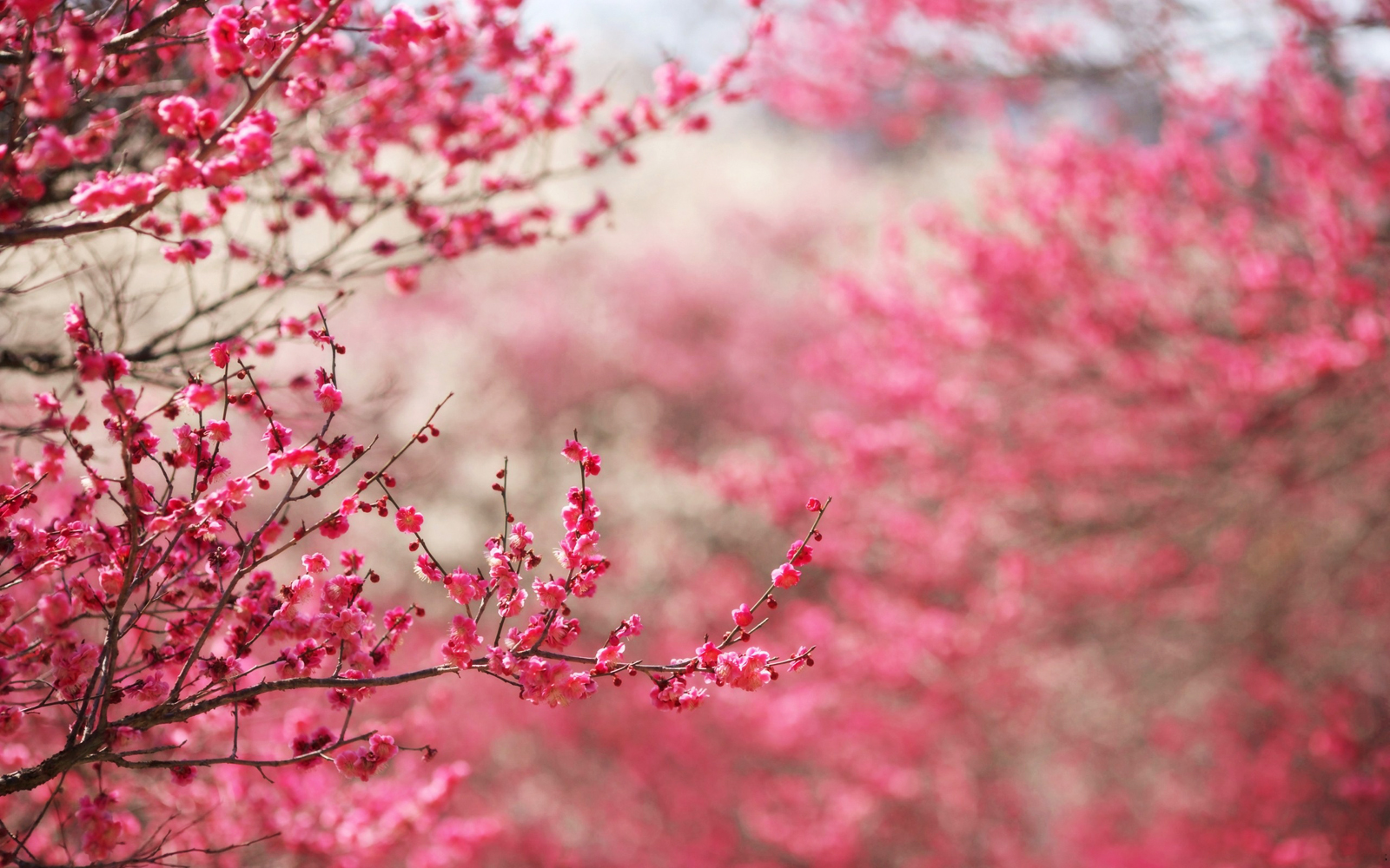 Cherry Blossom Art