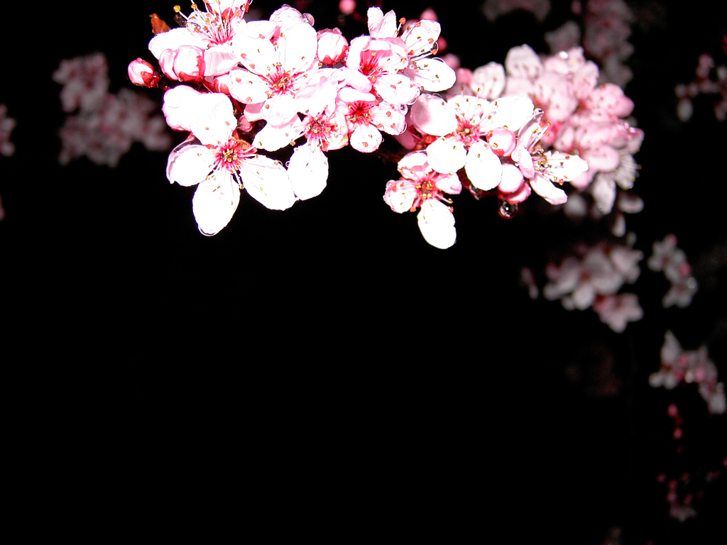 Cherry Blossom Clip Art