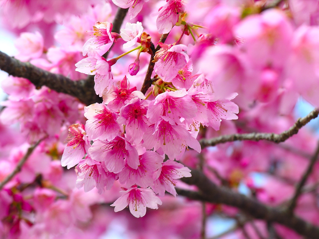 Cherry Blossom Graphic