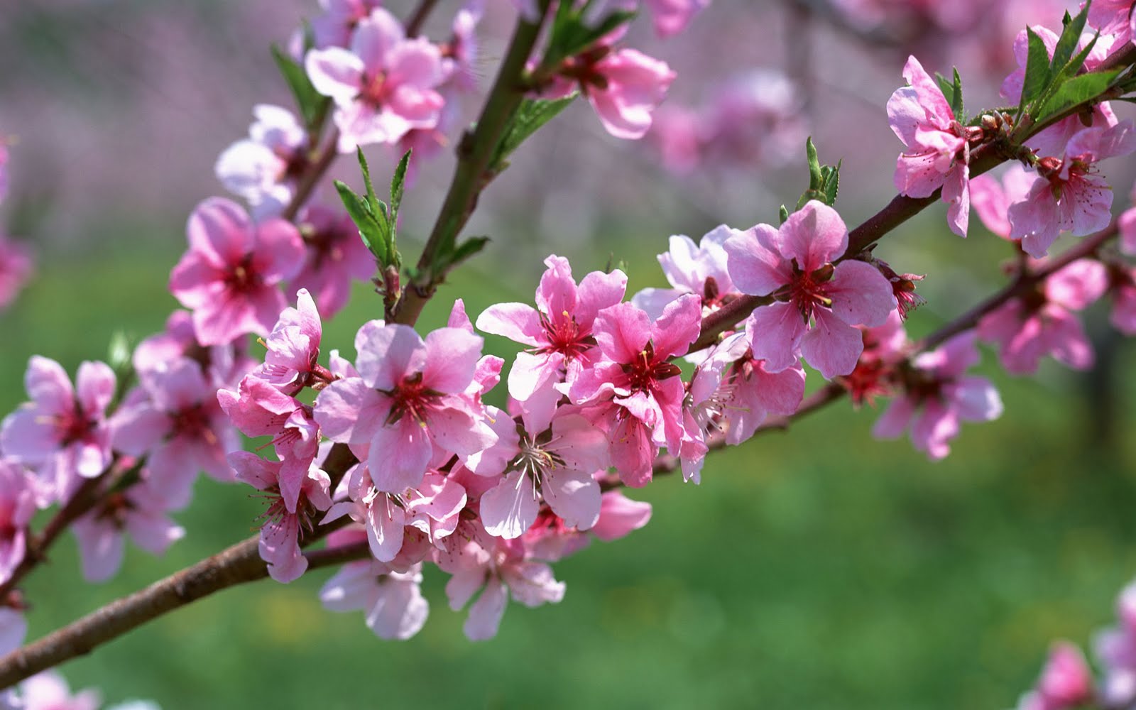 Cherry Blossom image