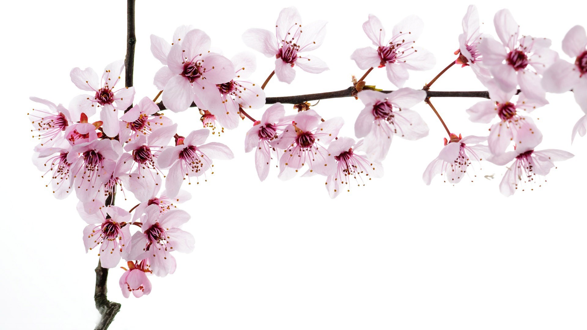 Cherry Blossom Quality