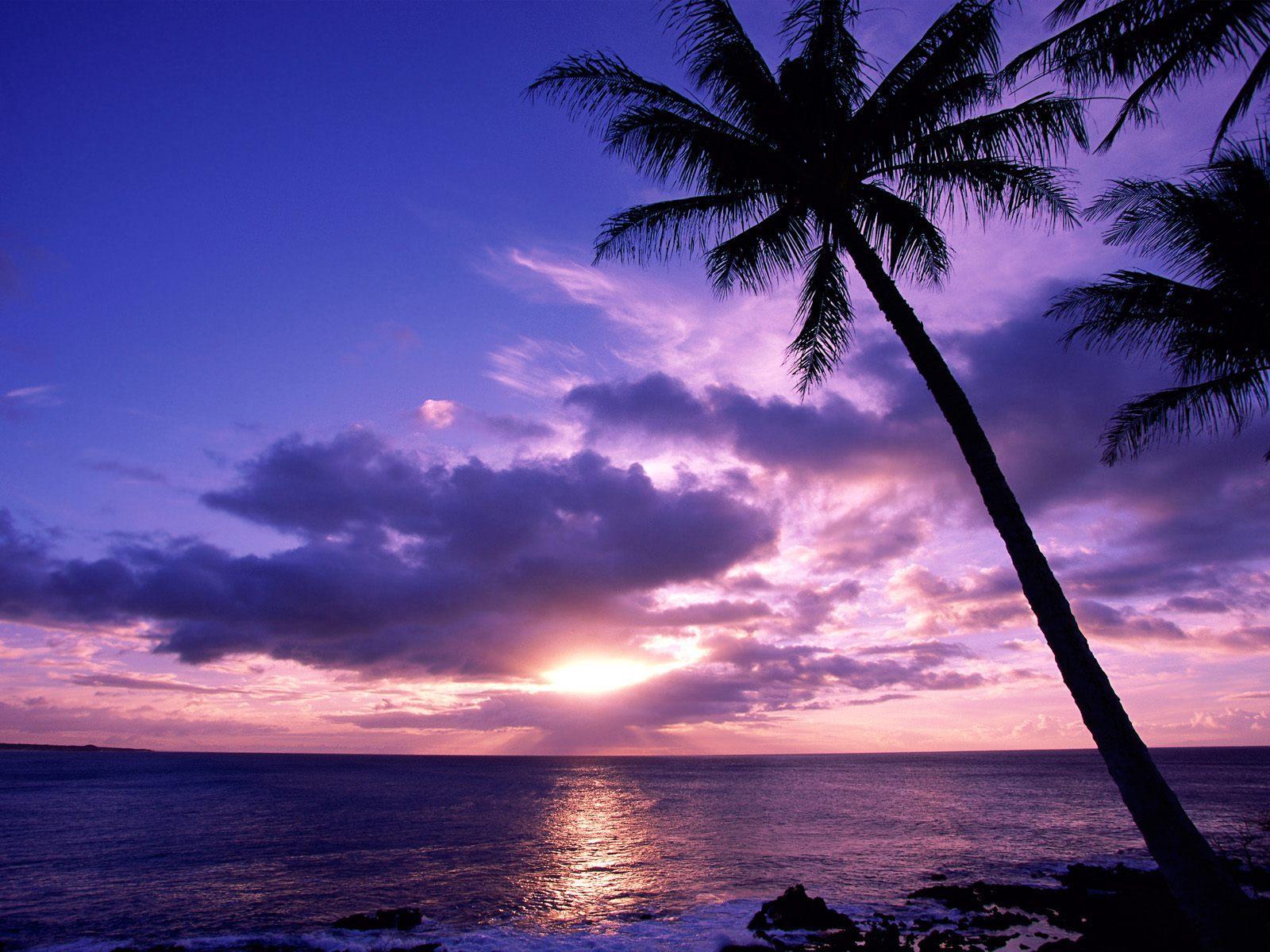 Cloudy Sunset Palm Tree Quality