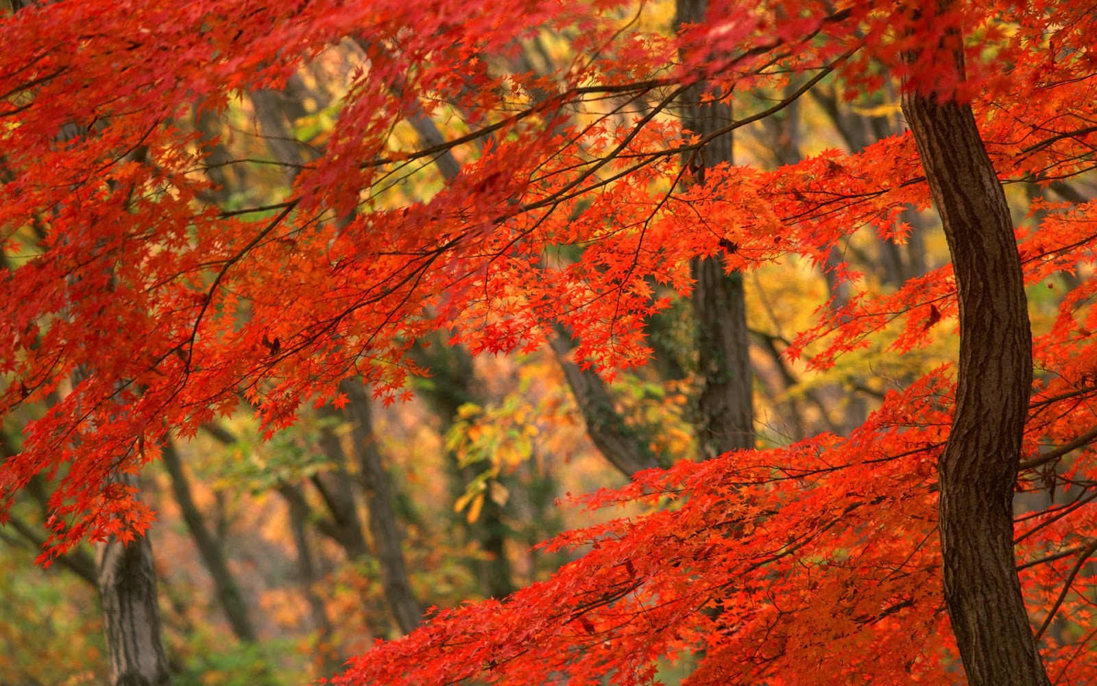 Desktop Autumn Leaves Design