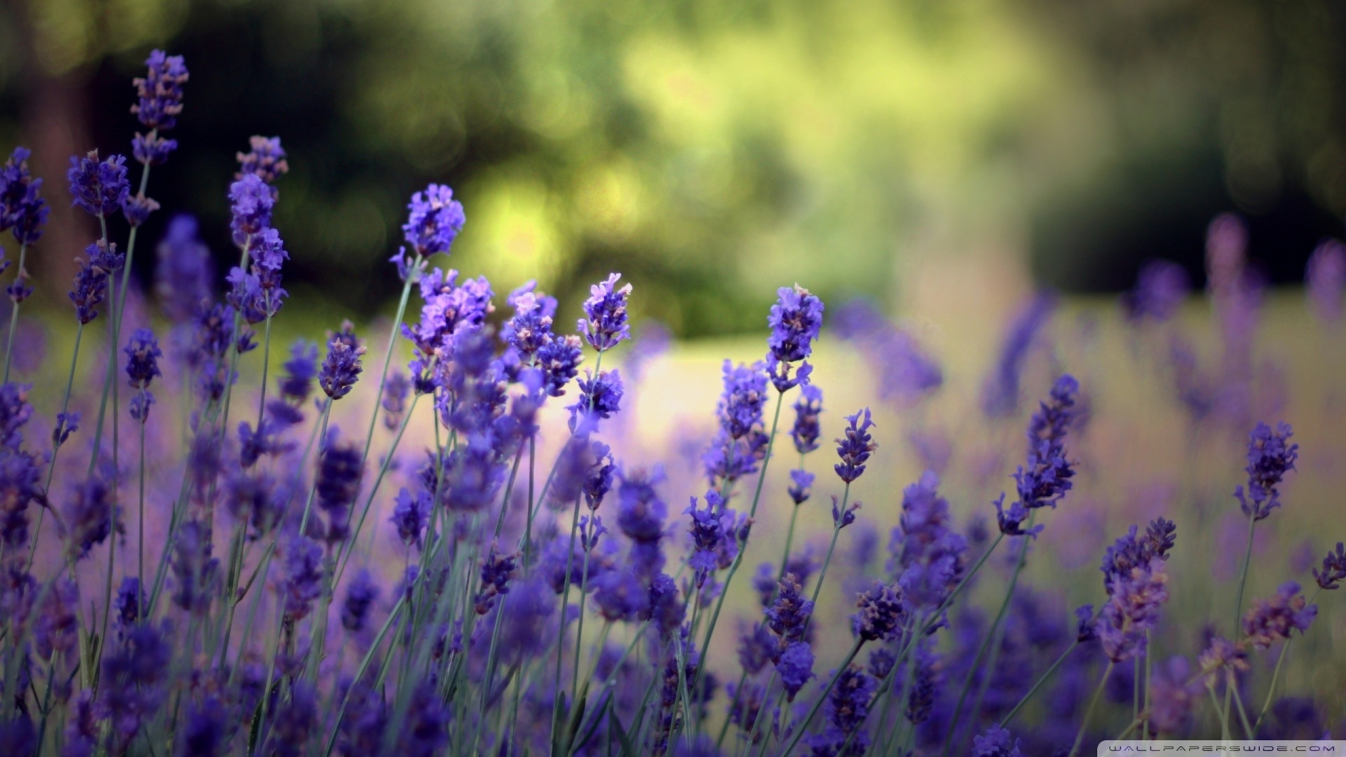 Download Beautiful Lavender Flowers Download