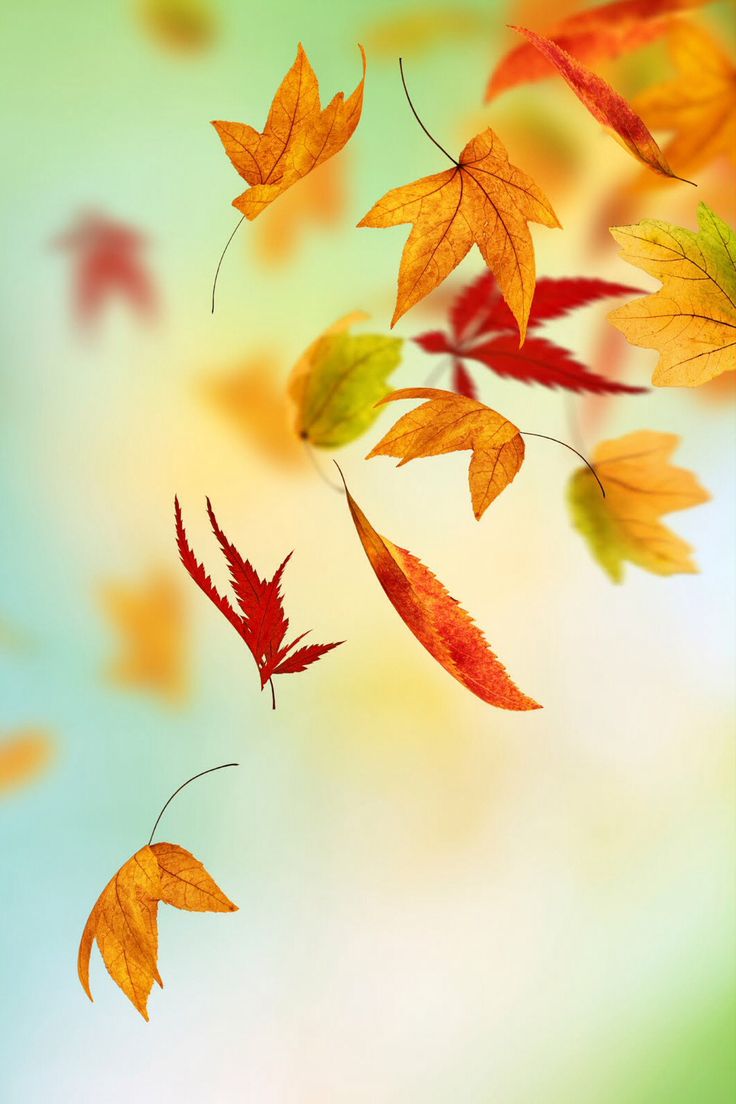 Fall Leaves Iphone  IPhones  Pinterest Template