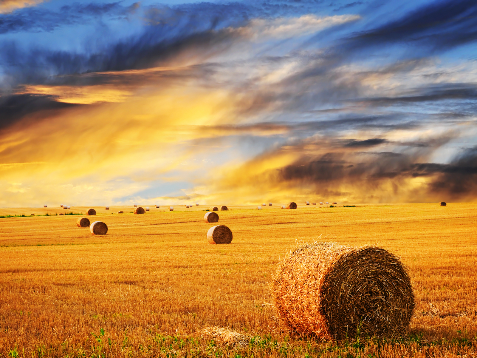 Farm Skyline Wheat Photo