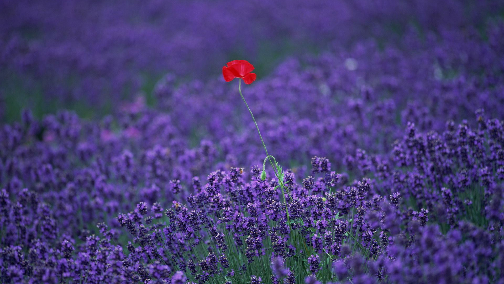 Field Lavender Flower Beautiful Scenery Graphic