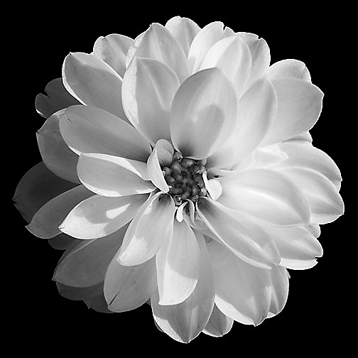 Flower Black and White Picture