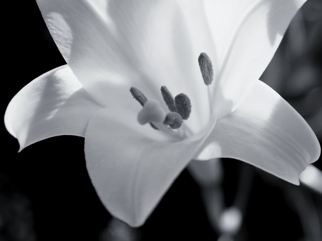 Flower Photography Black and White Design