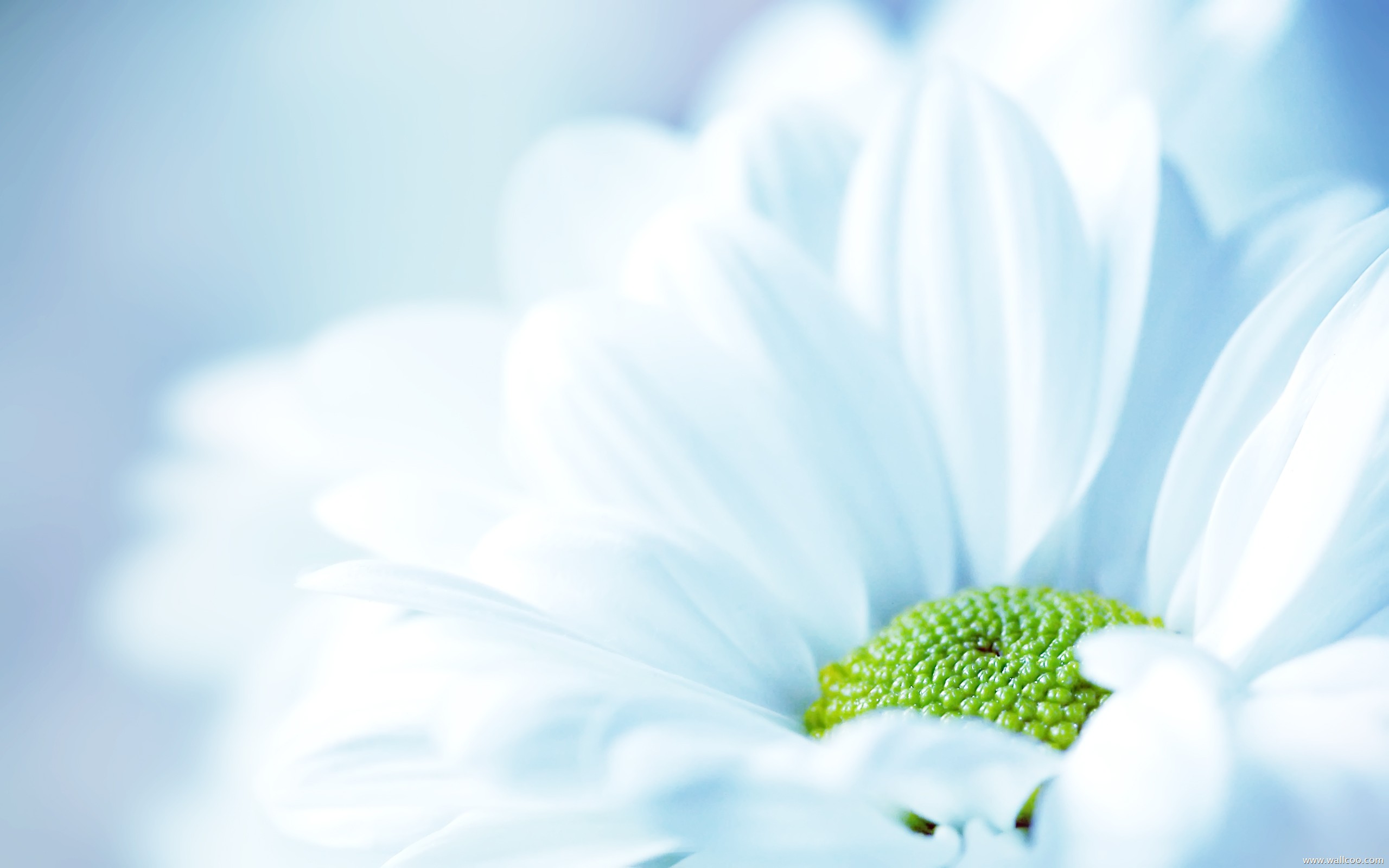 Flowers  White Flower Wide HD   Presentation