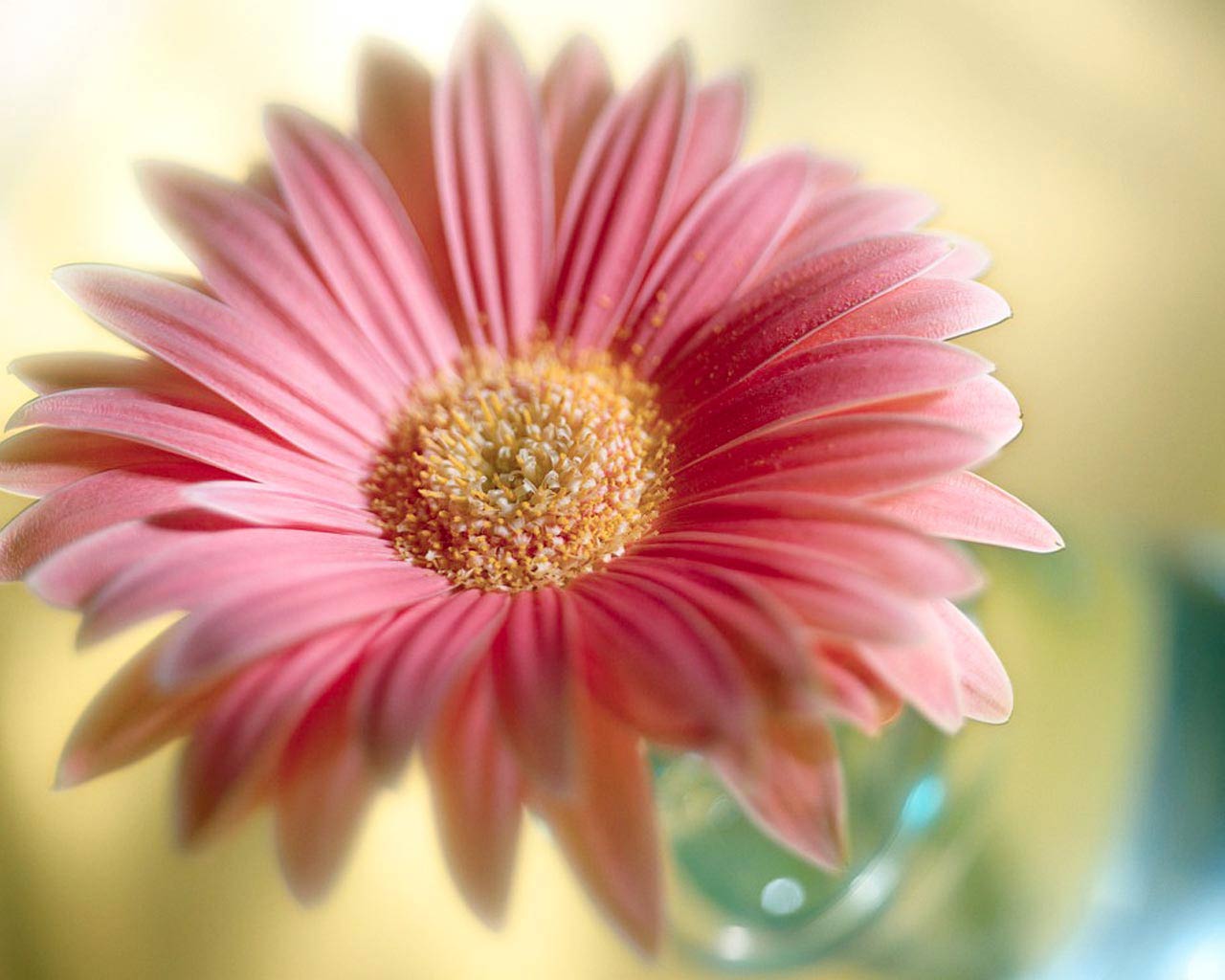 Flowers For Flower Lovers  Flowerss HD Desktop Beautiful   image