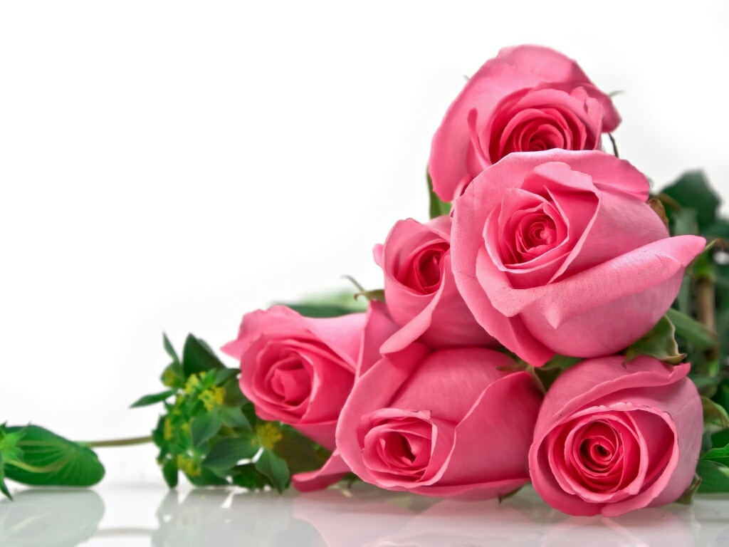 Flowers Roses Beautiful  image