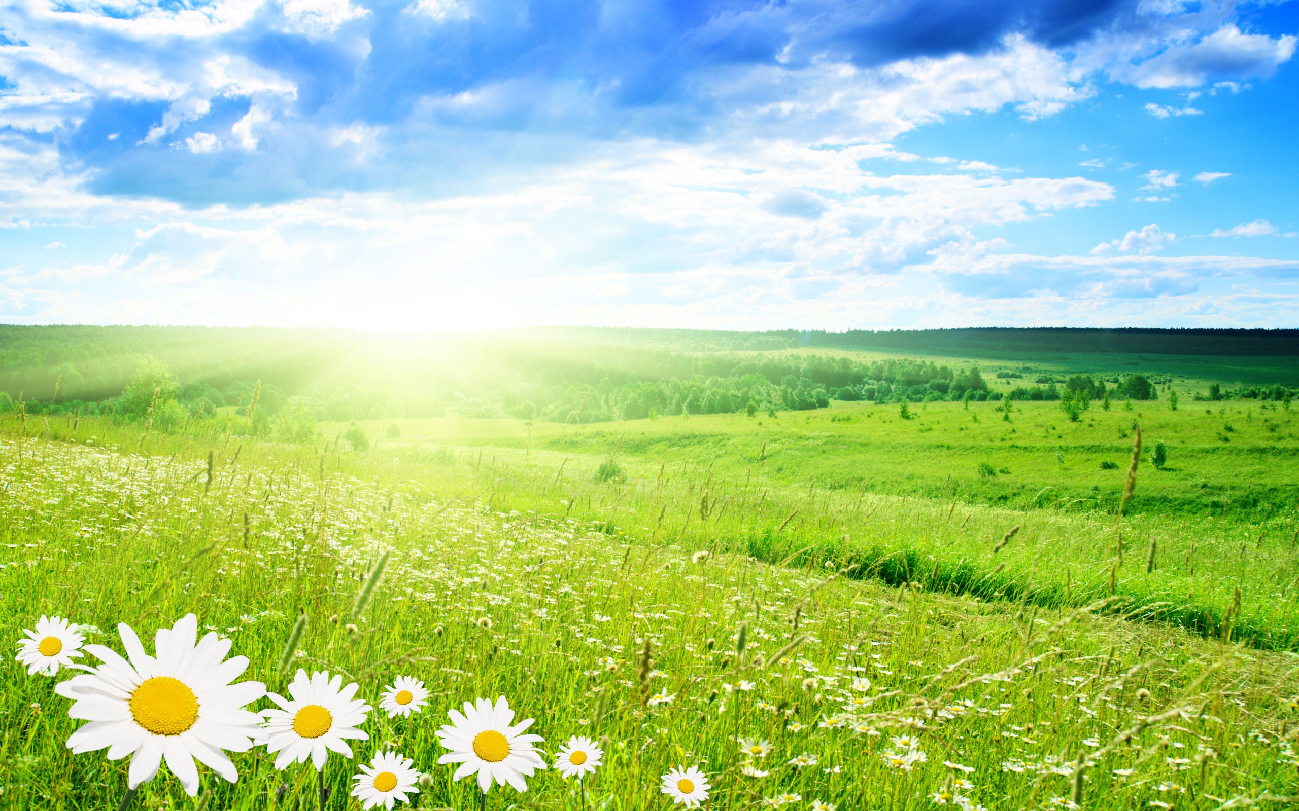 Flowers Sun Clouds Sky Nature Picture