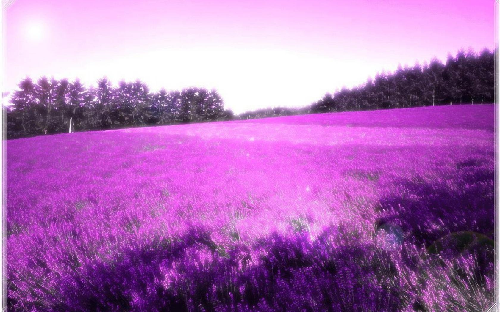 For > Lavender Design