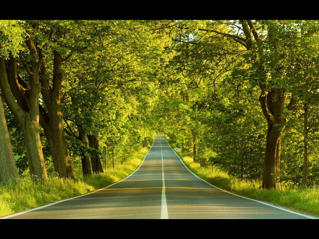 Forest Road Download