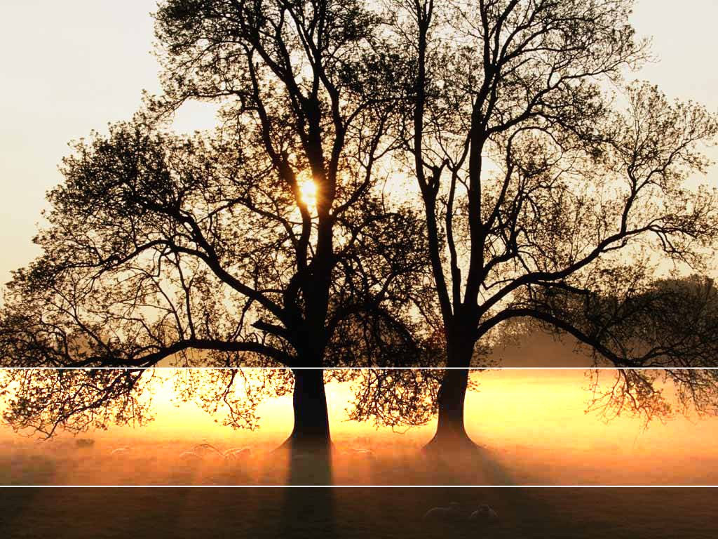 Free Tree Sunlight Landscape For PowerPoint  Nature PPT   Slides