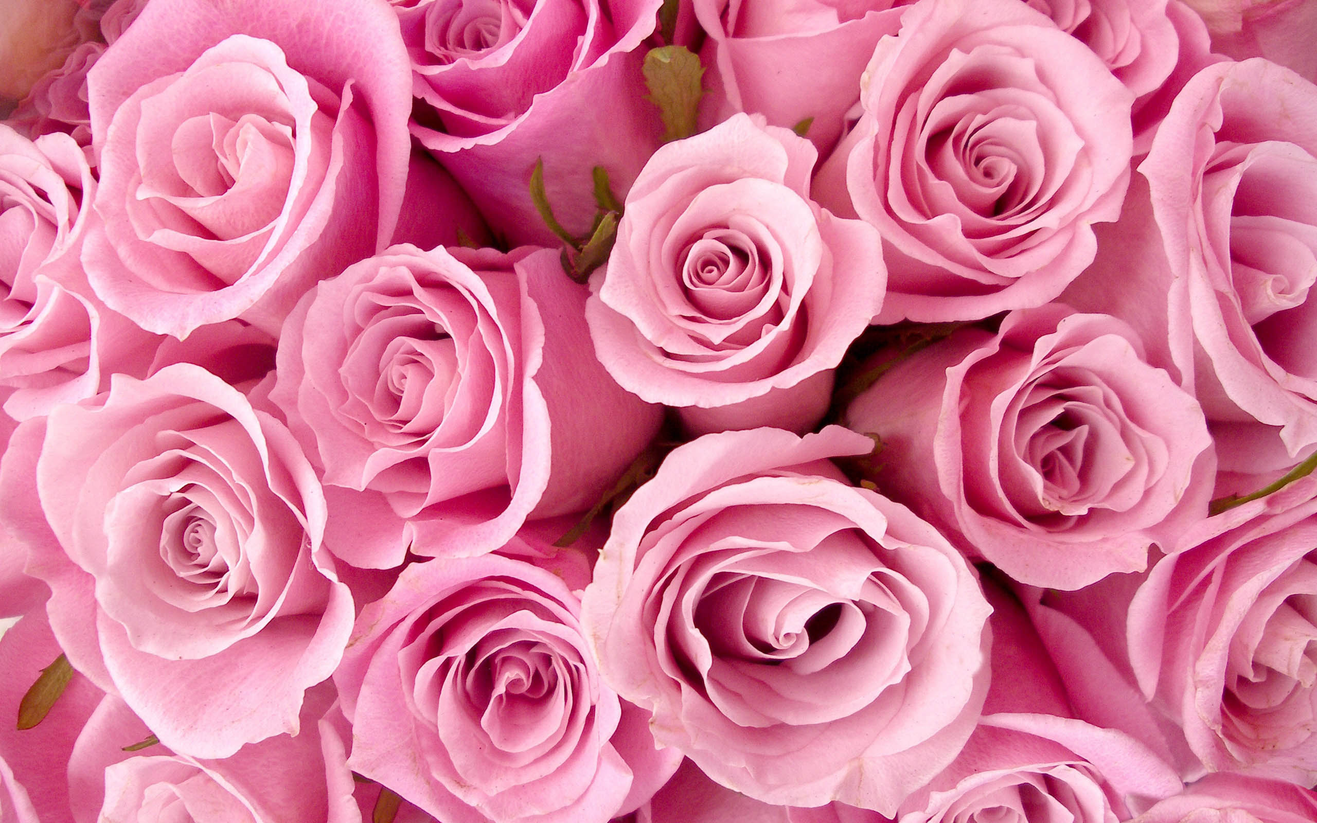 Gorgeous Roses Template