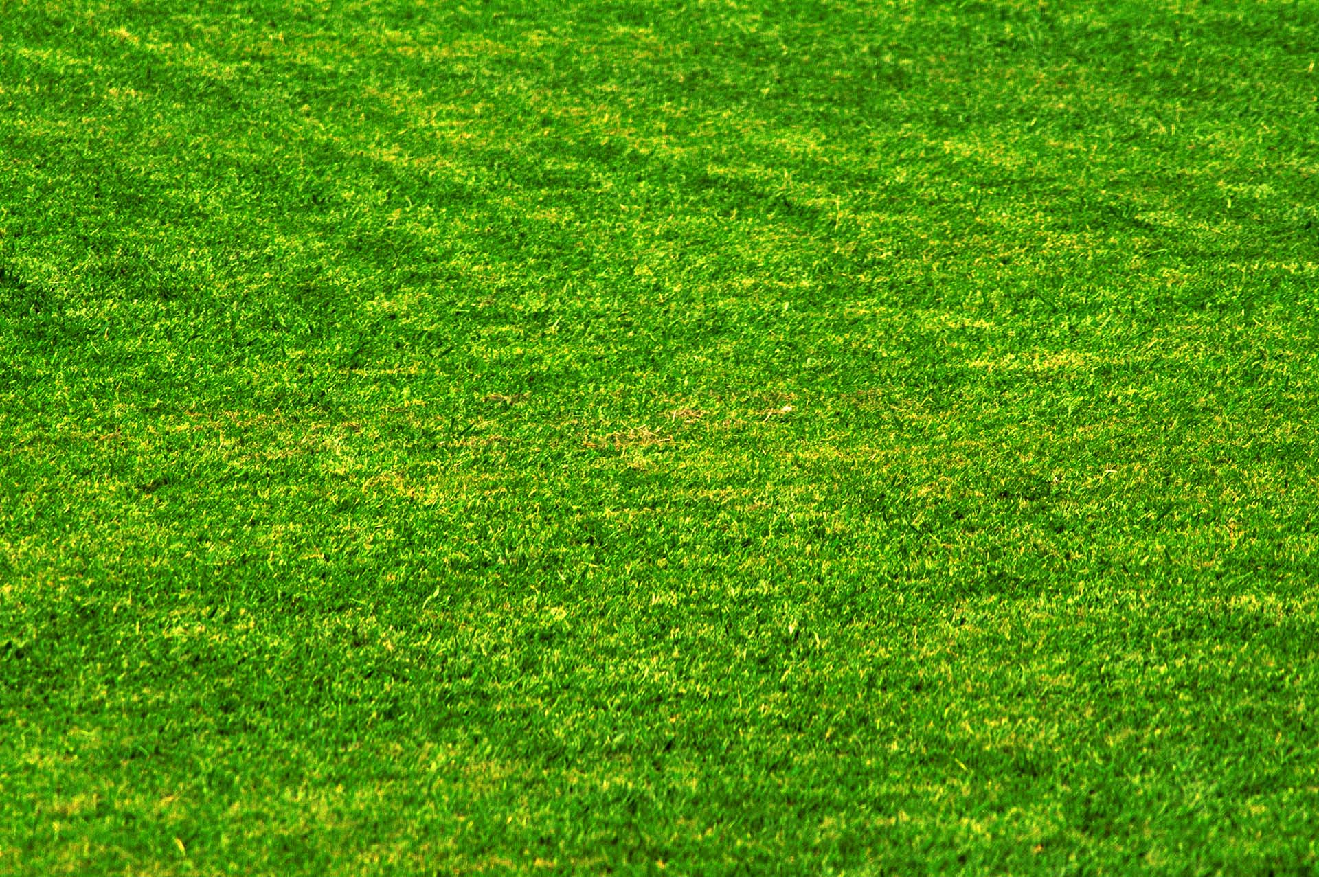 Grass HD Photo