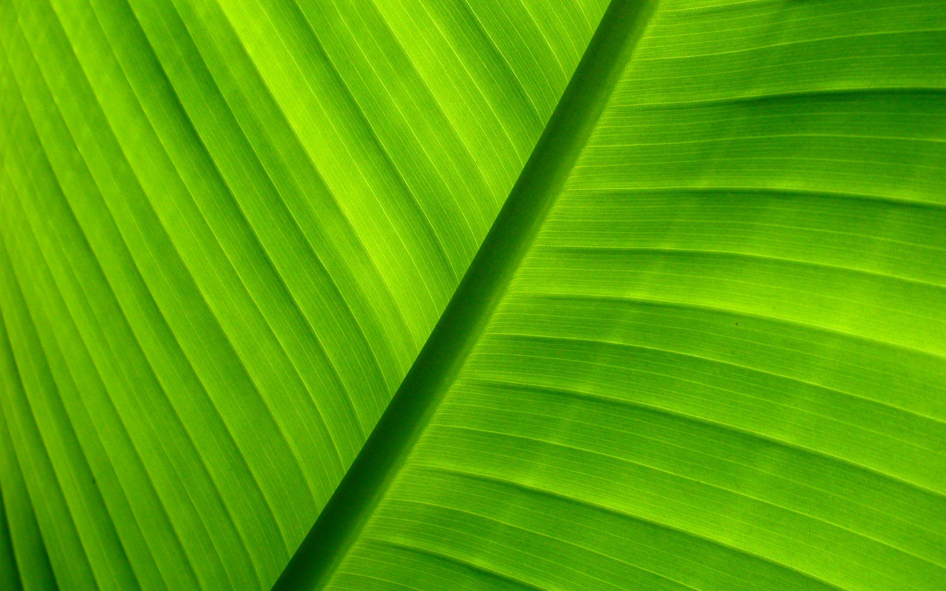 Green Download