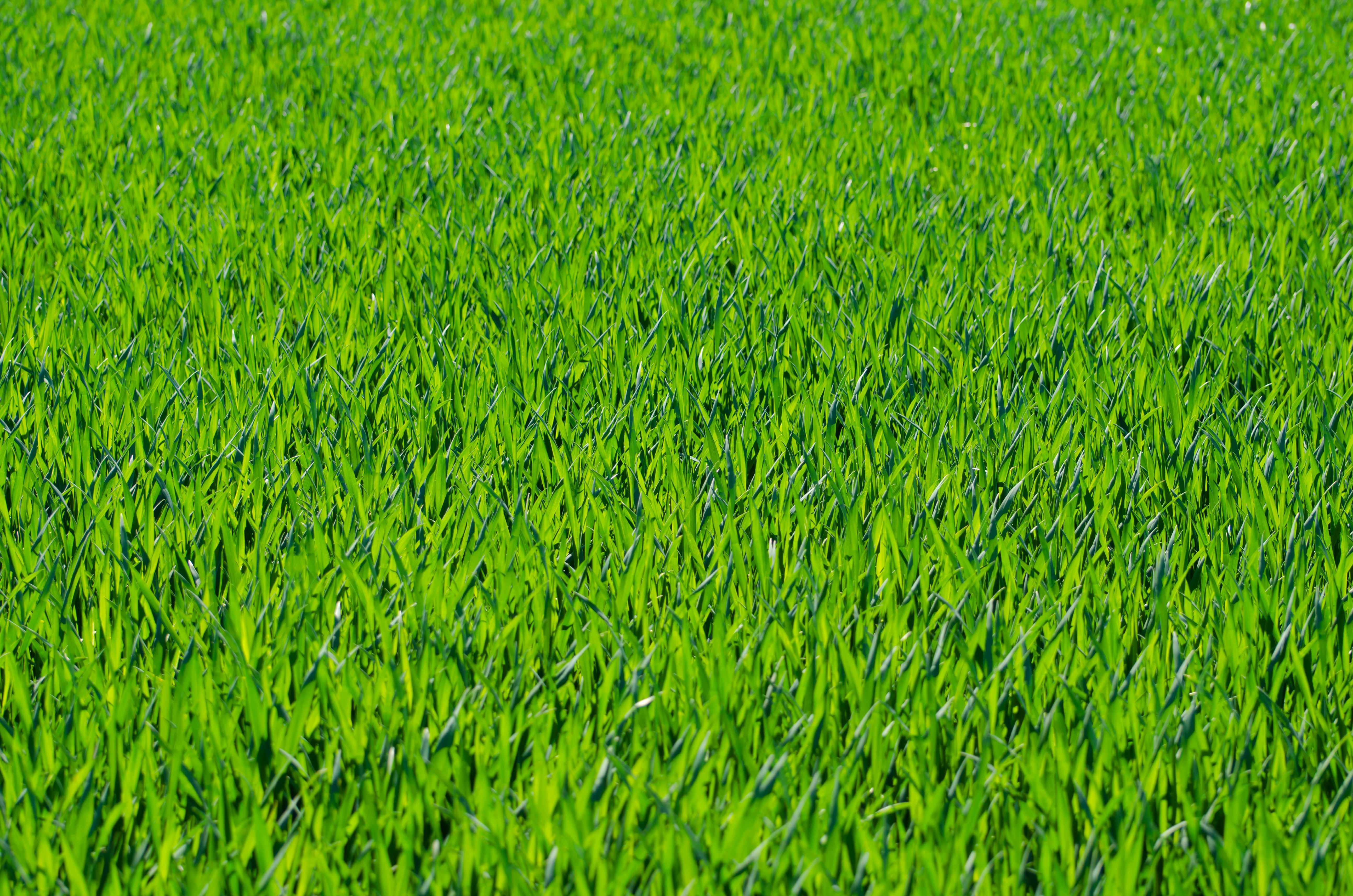 Green Grass Seven  Grass Textures Or Lawn   Template
