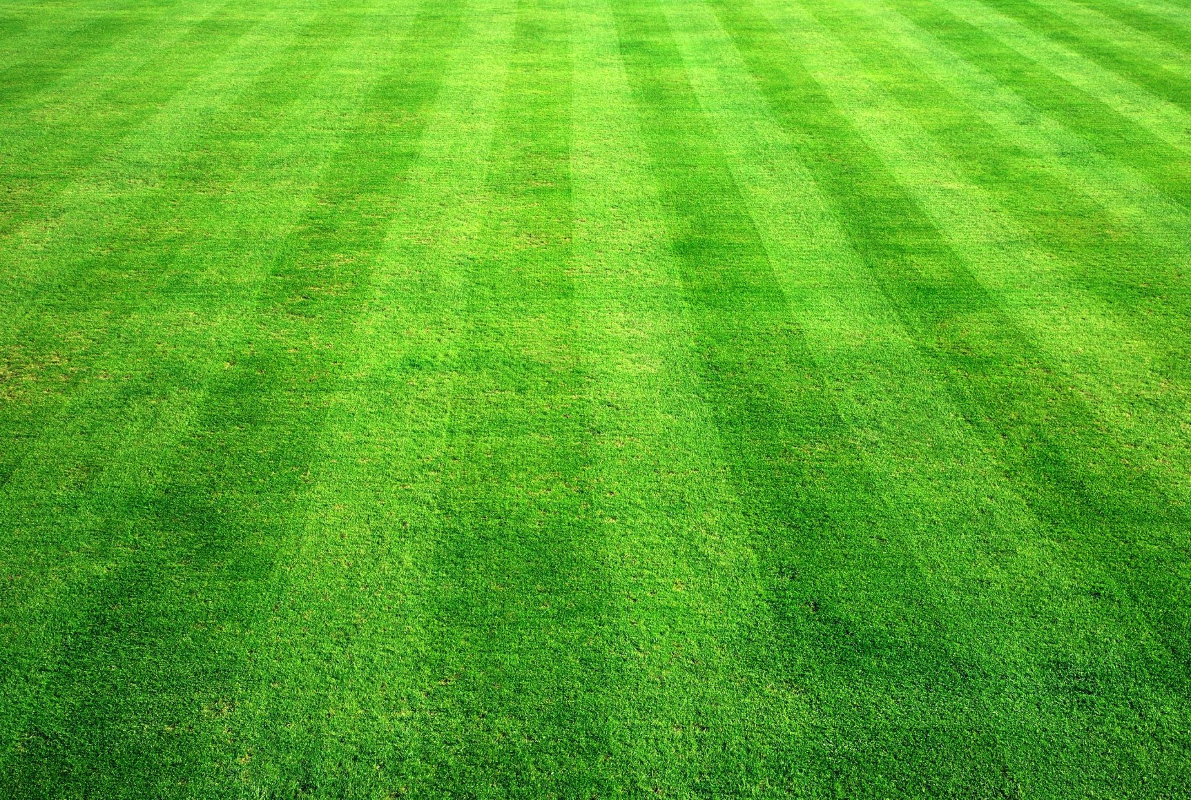 Green Grass Texture Photo Green Grass Texture image