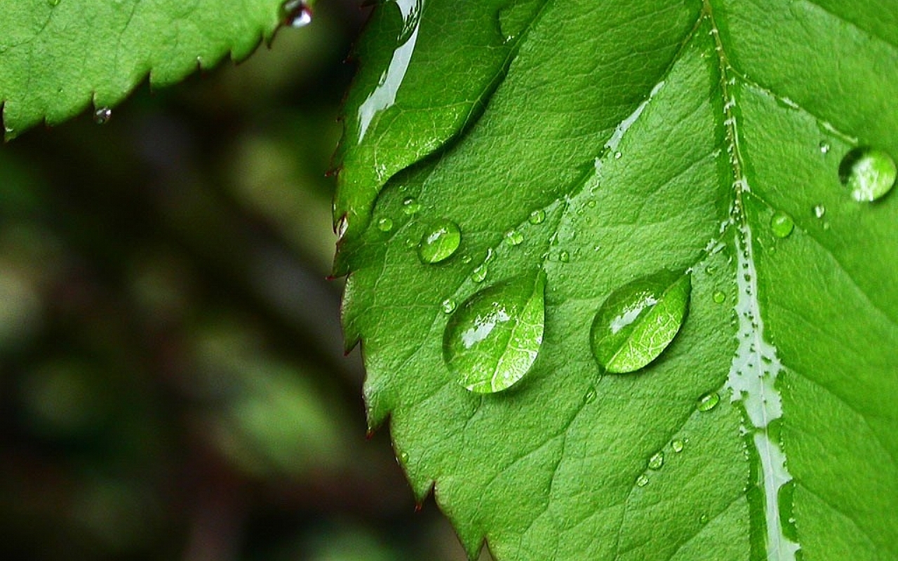 HD Fantastic Leaf