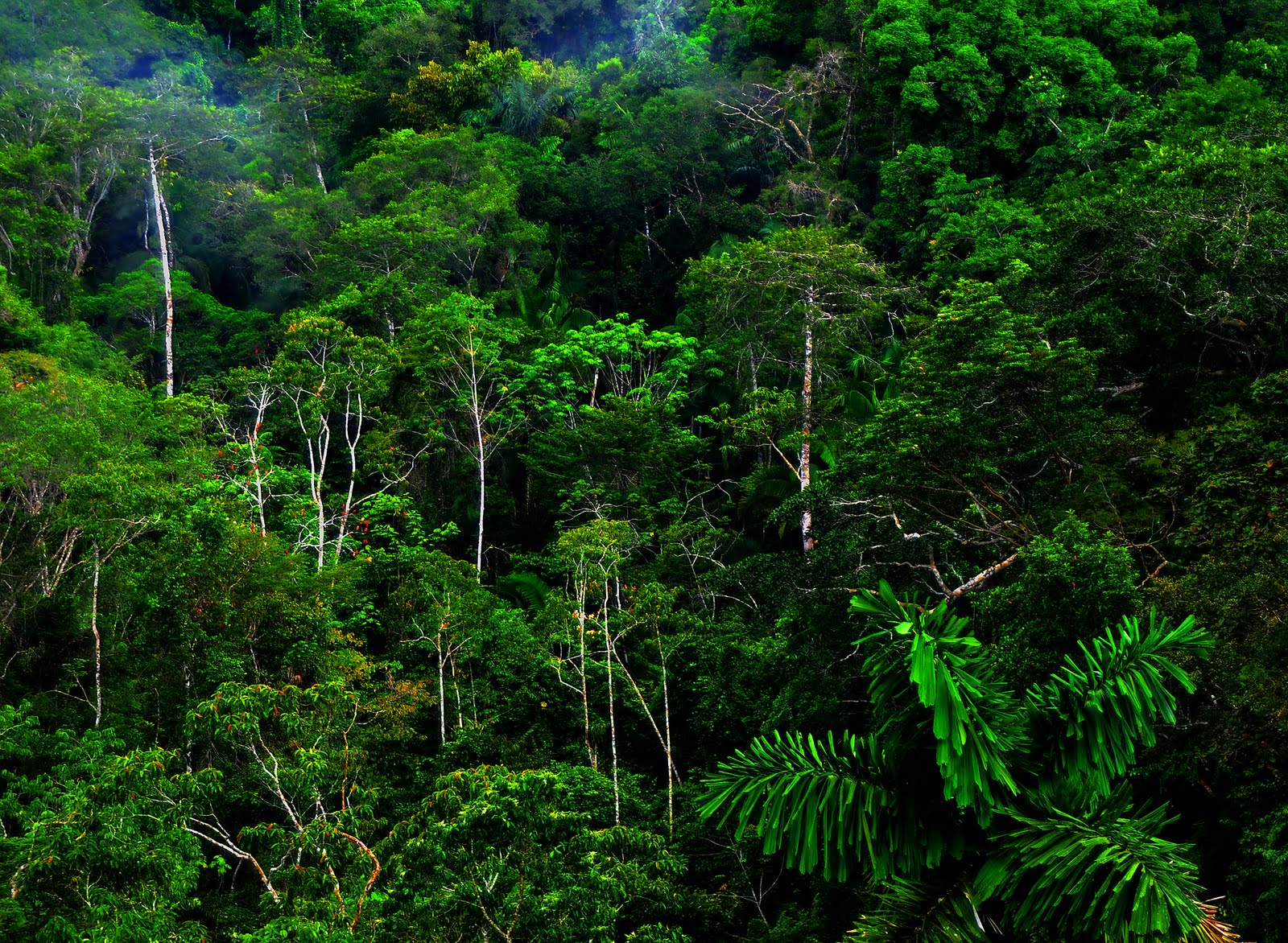 High Resolution Jungle Forests  HD Natures Slides