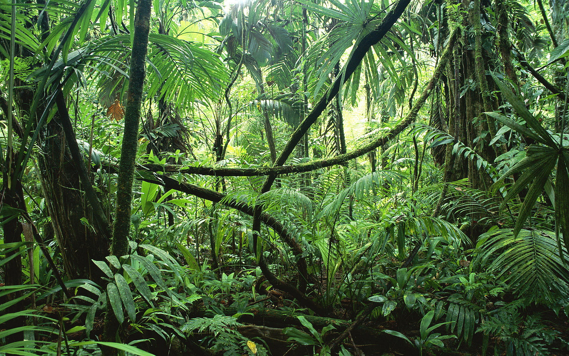 Jungle Forests Pictures Photos Images Photo