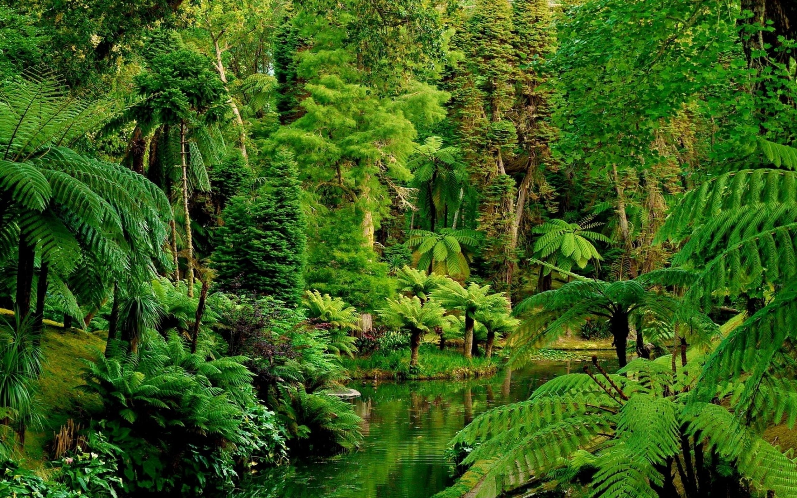 Jungles HD Pictures  Live HD HQ Pictures Images   Design