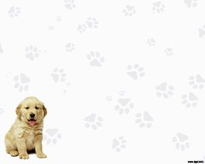 Labrador Retriever  Plantillas PowerPoint Gratis Download