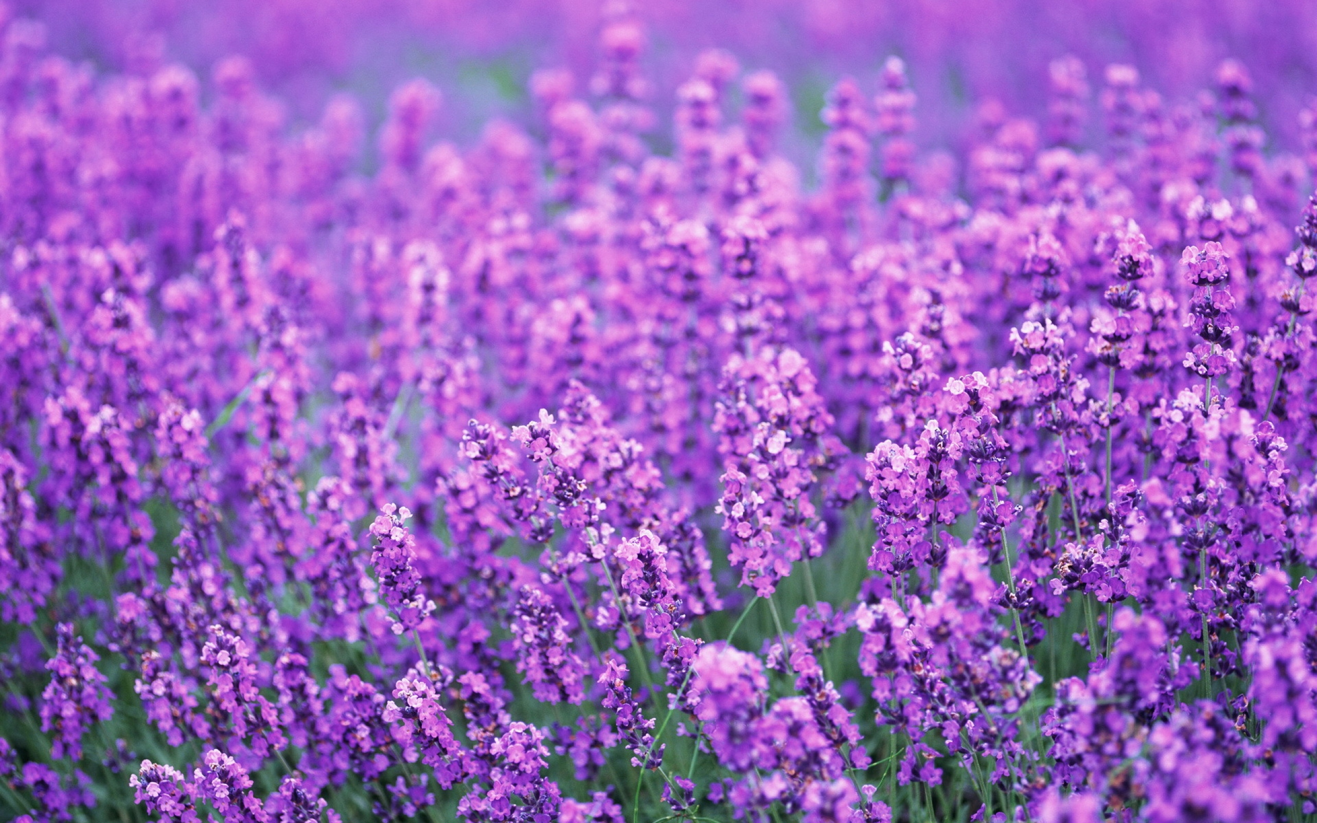 Lavender Flowers Desktop image