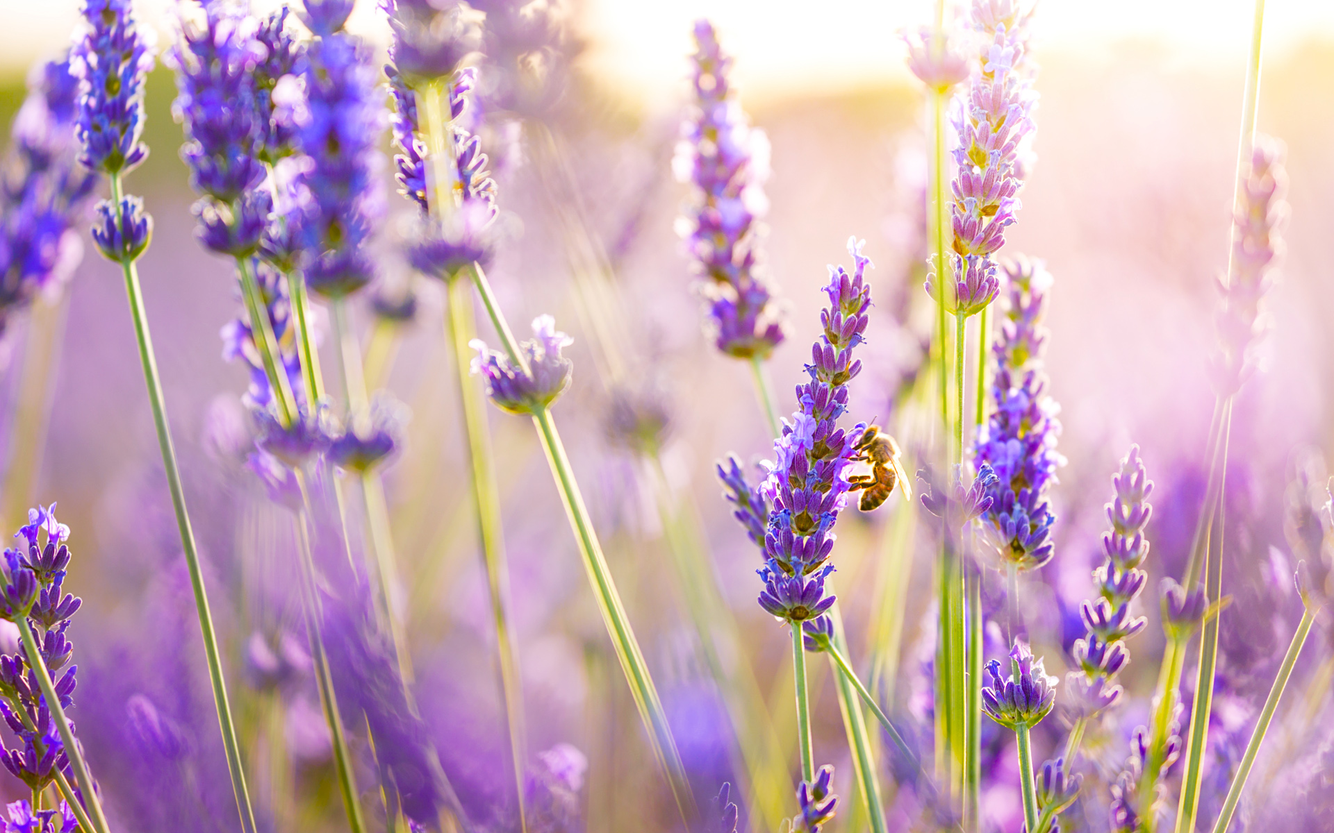 Lavender Flowers Wallpaper