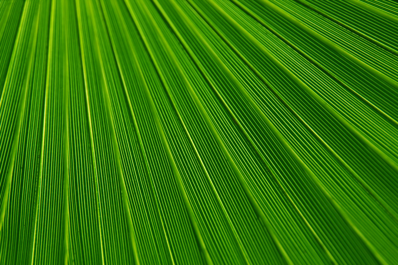Leaf Green Texture Photo Green  Design