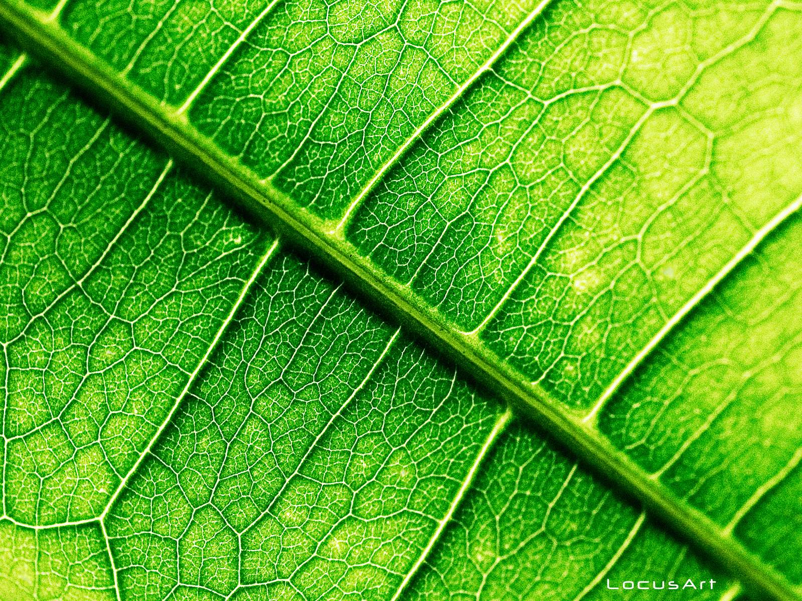 Leaf Shadow Hd Frame