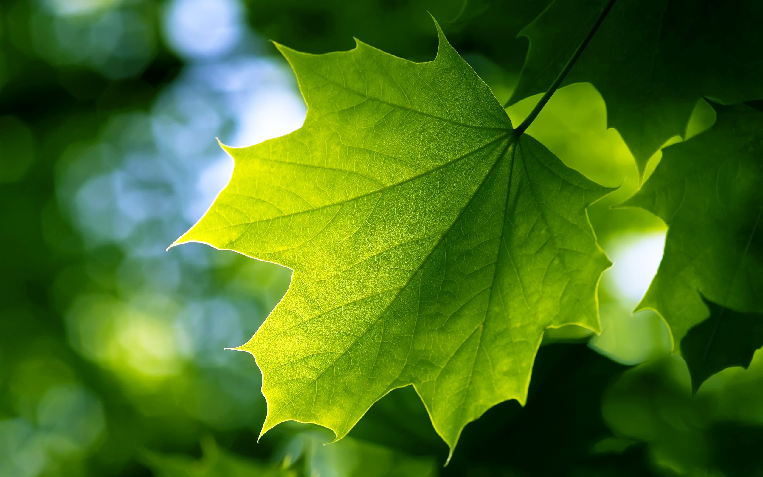Leaves Hd Images PPT Backgrounds