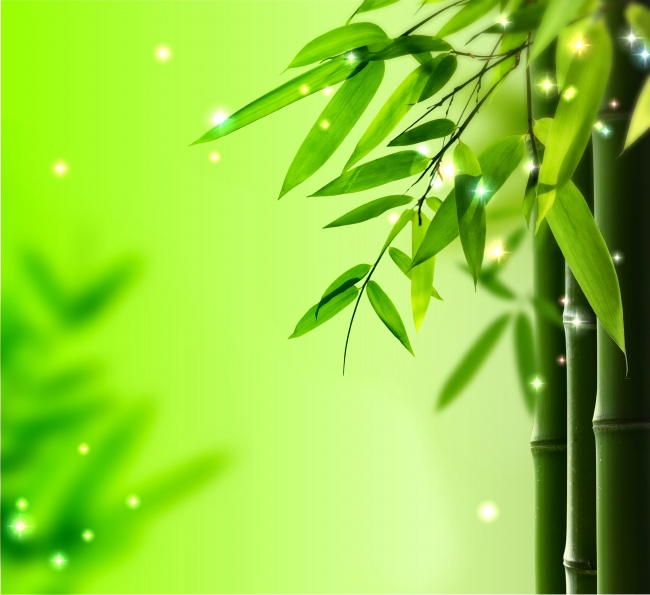 Light Green Bamboo Leaves Photo