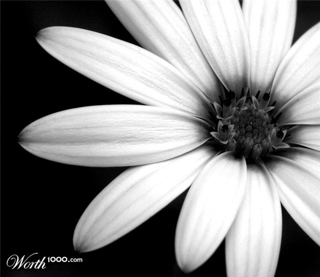 Lonely Flower Black and White