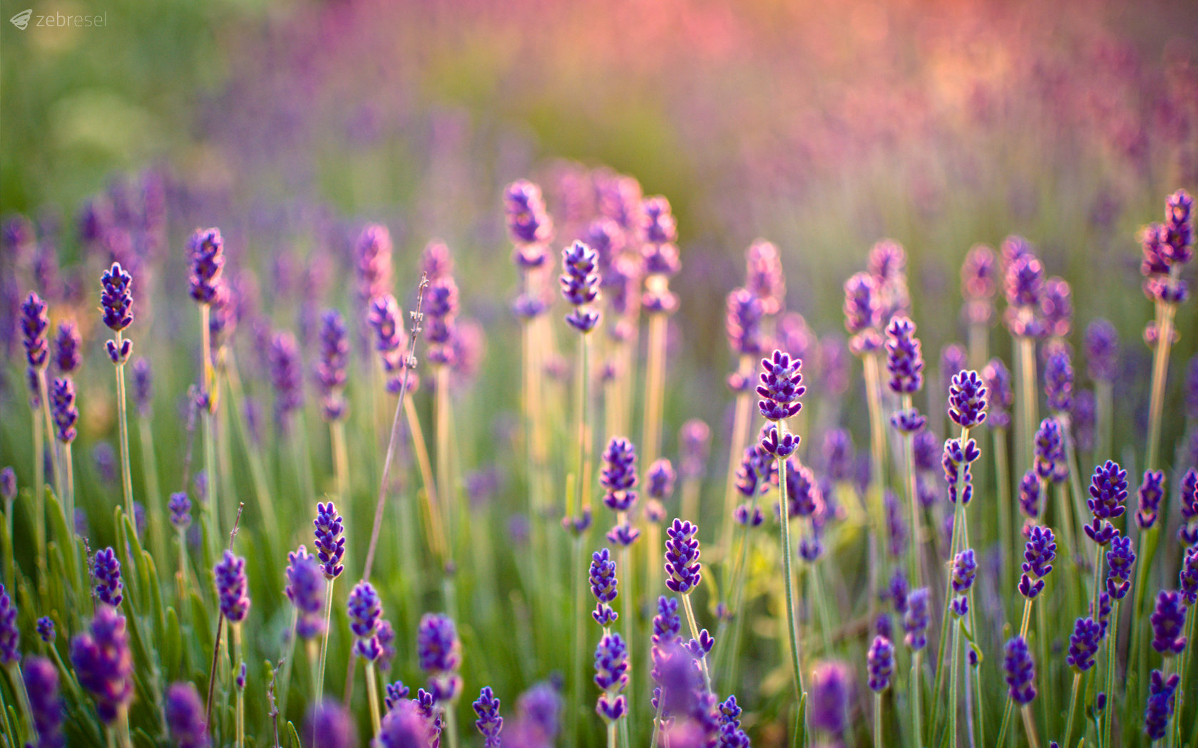 Natural Lavender Hd Frame