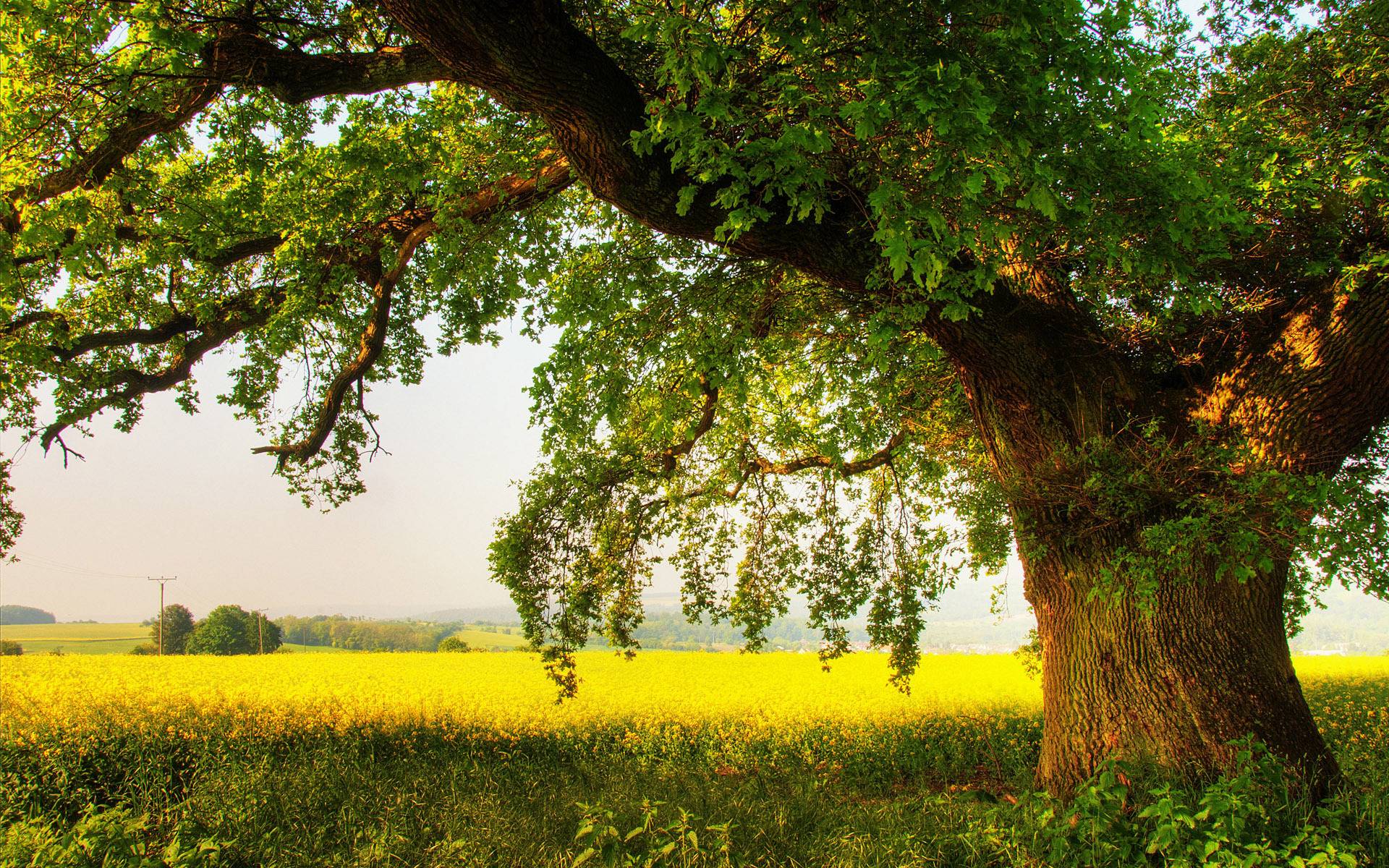 Oak Tree Photo