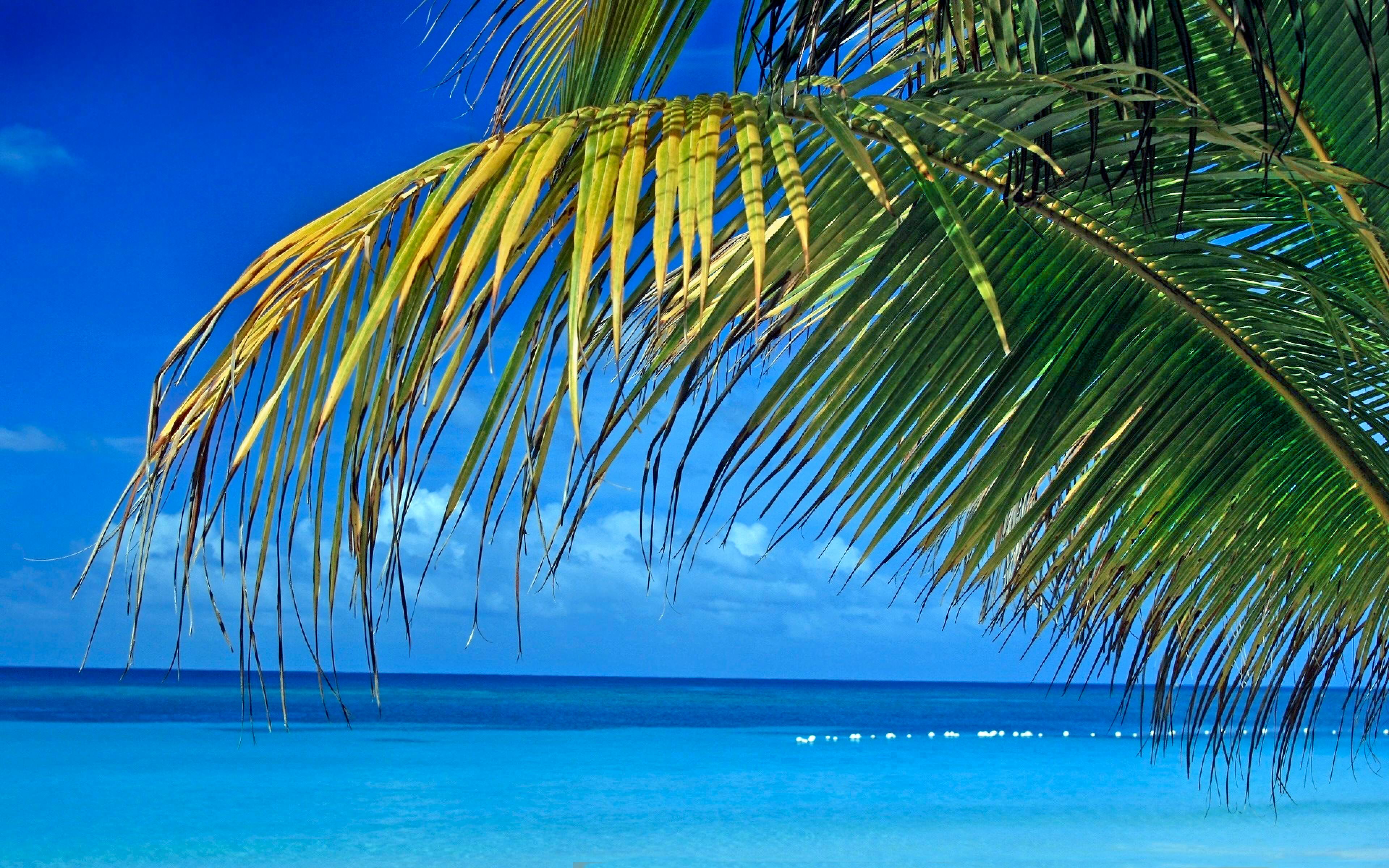 Palm Tree Leaves and Blue Tropical Picture