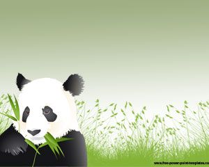 Panda Animal Presentations   image