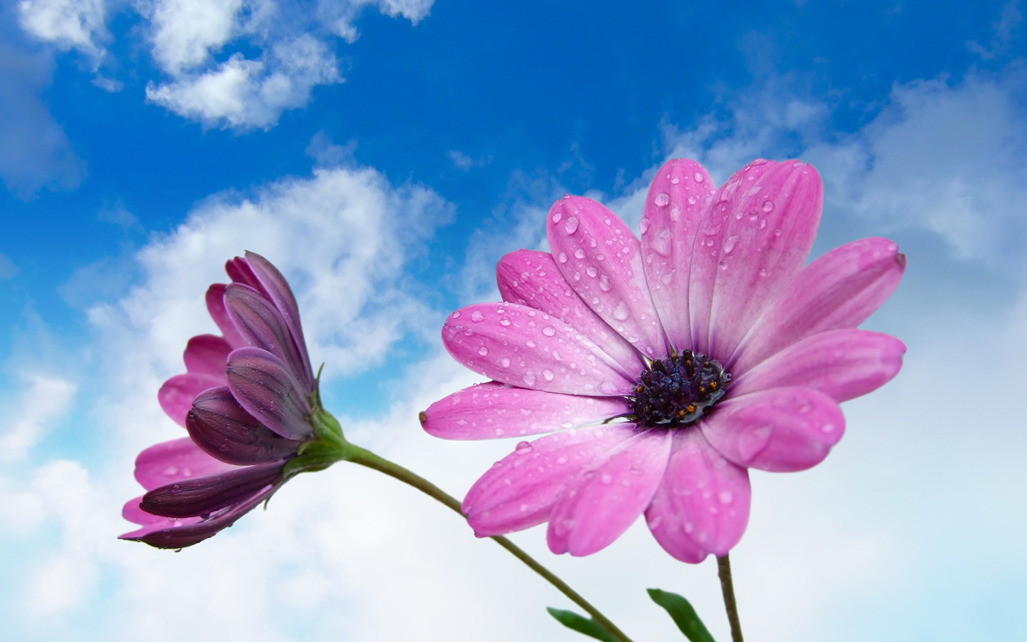 Photography Flowers Flower Photos