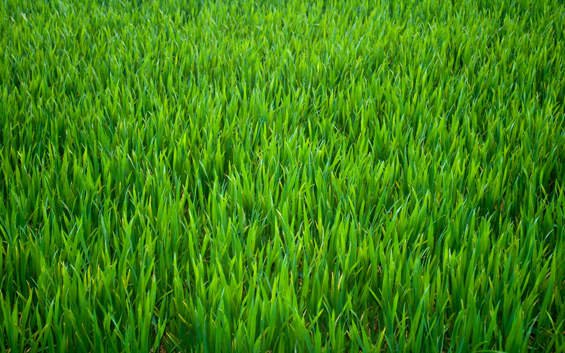 Pics Photos  Green Grass image