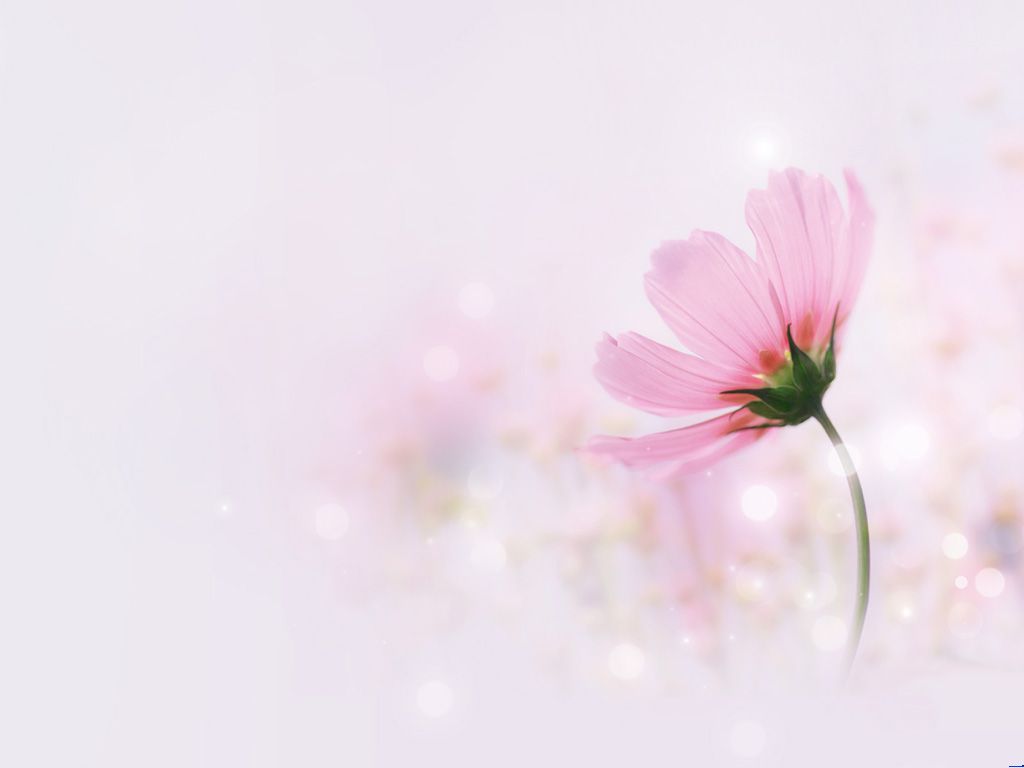 Pink Elegant Flowers